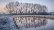 Botoph's Tree Reflection